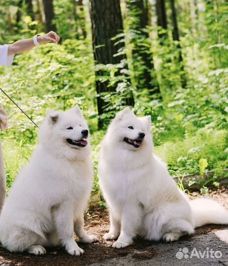 Самоеды для фотосессии/как аниматоры