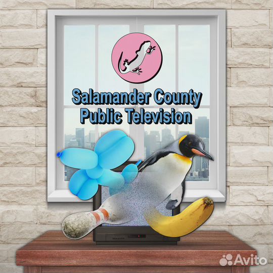 Salamander County Public Television & PS5