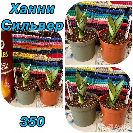 Сансевиерия Ханни сильвер,крео,гилд эдж,жадэ