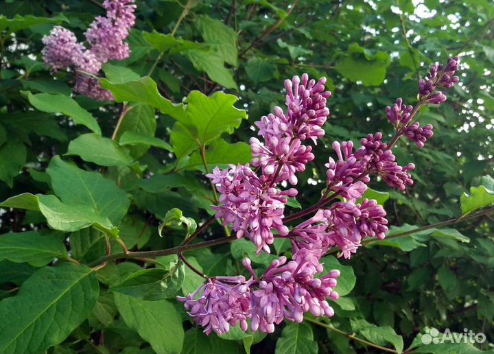 Сирень Кавур, Венгерская. Спирея Метельчатая