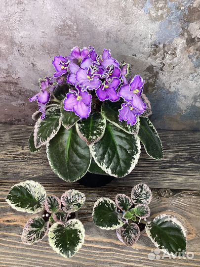 Комнатные цветы, эписция