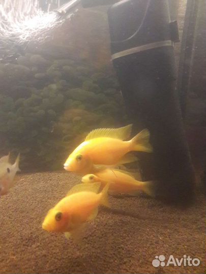 Яркие рыбки. Апистограммы