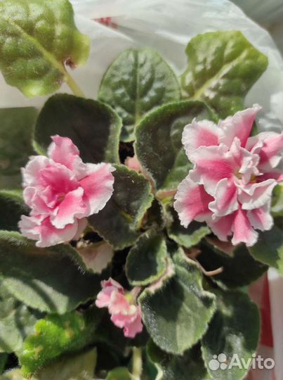 Фиалка разные сорта