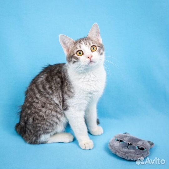 Очаровательные полосатики в добрые заботливые руки