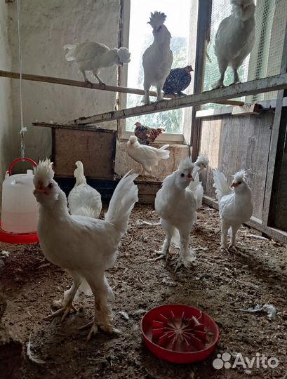 Петухи белые павловские, Бентамки ситцевые