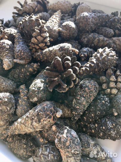 Шишки сосновые еловые столичные московские