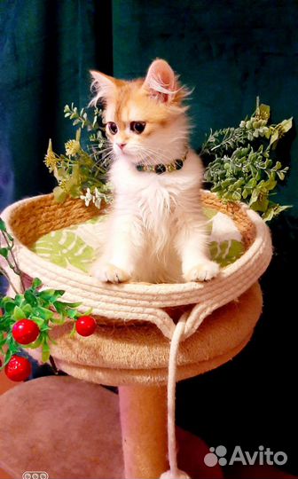 Золотой мальчишка