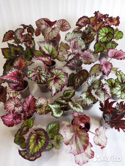 Бегония декоративно лиственная