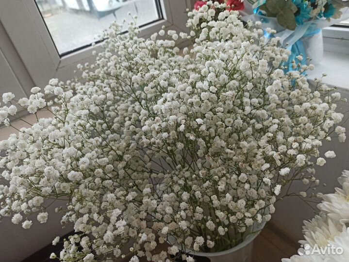 Цветы оптом Голландия