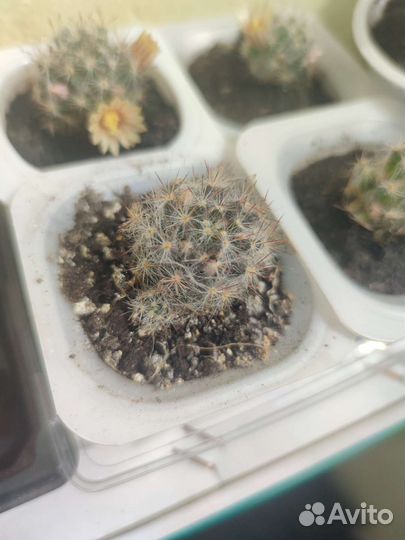 Кактус маммиллярия