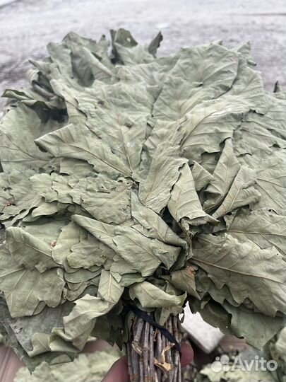 Дубовые веники для бани