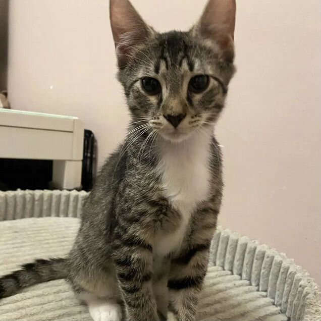 Котёнок в добрые руки