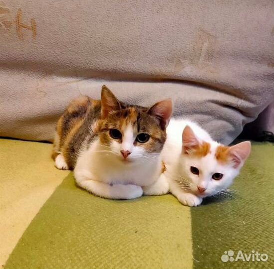 Кошка и котенок в добрые руки