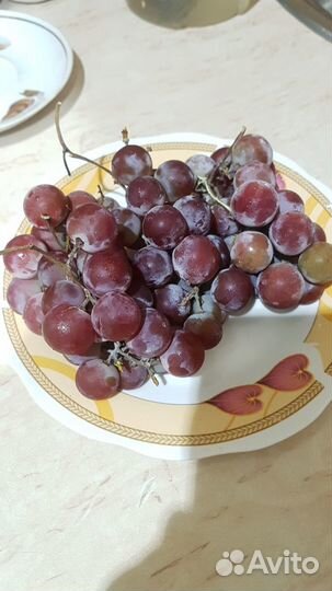 Винный виноград 