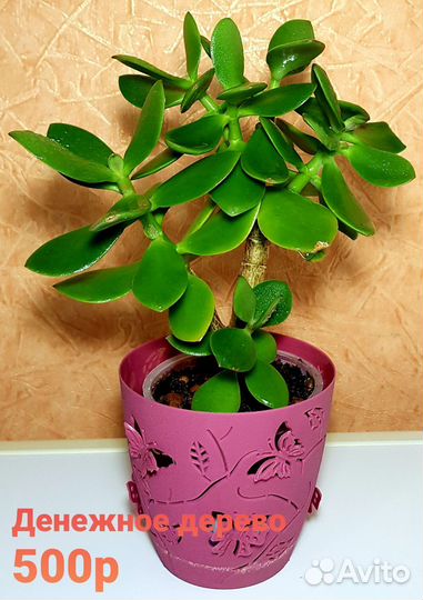 Кактусы,денежное дерево,традисканция