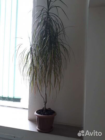 Пальма драцена