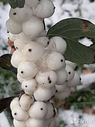 Керия японская, снежноягодник, годжи