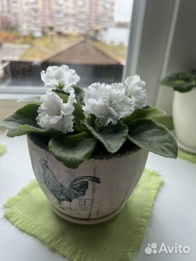 Фиалка в горшках