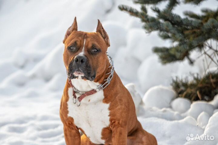 Вязка собак американский стаффордширский терьер