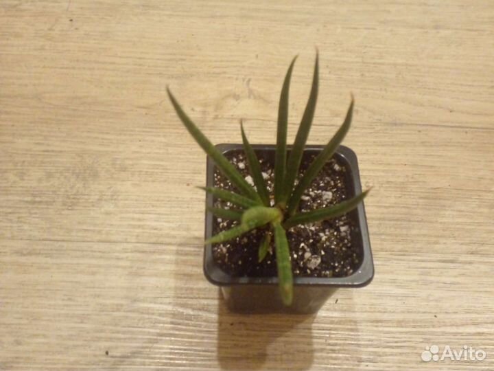 Сансиеверия