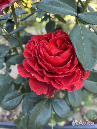 Черенки роз