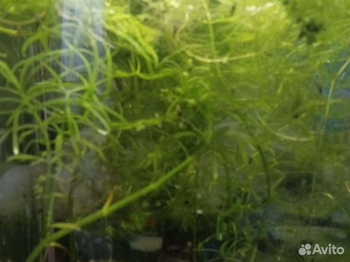 Аквариумные растения