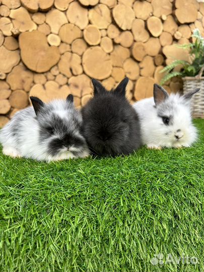 Самый большой выбор карликовых кроликов