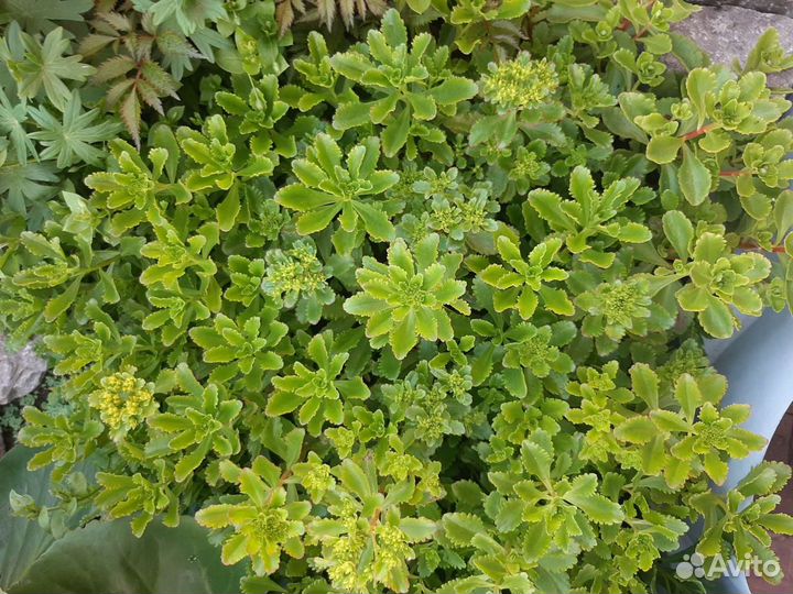 Почвопокровные растения