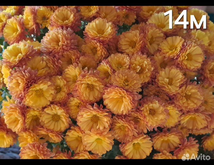 Хризантемы мультифлора на весну