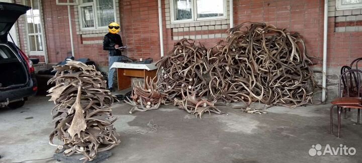 Рога Олень Лось Лань