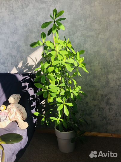 Синадениум Гранта