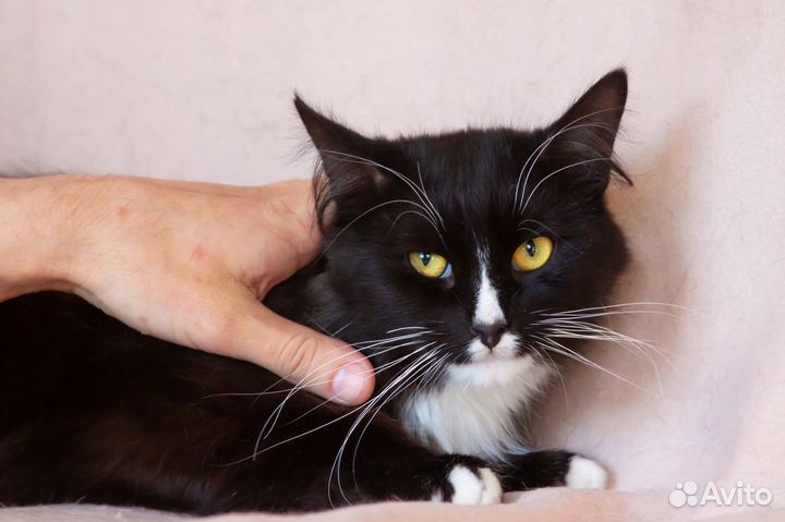 Кот Пушистень, 2 года