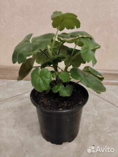 Пеларгония герань розовая