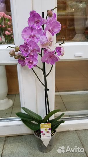 Орхидея фаленопсис биг лип