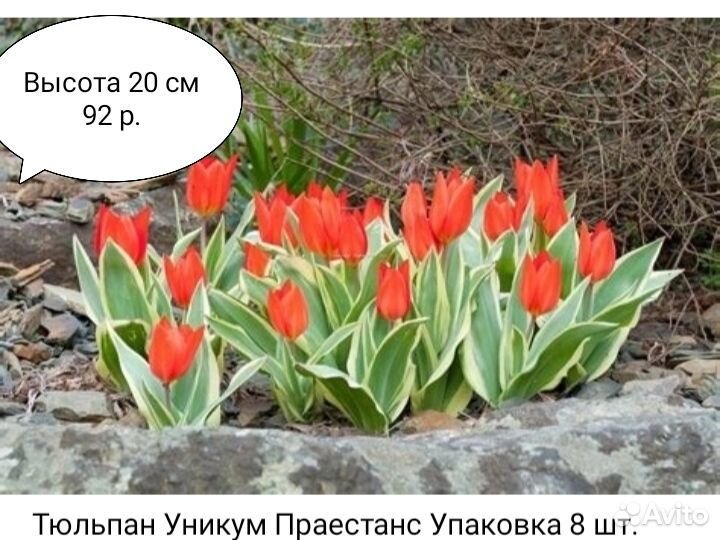 Бордюрные тюльпаны, ирисы