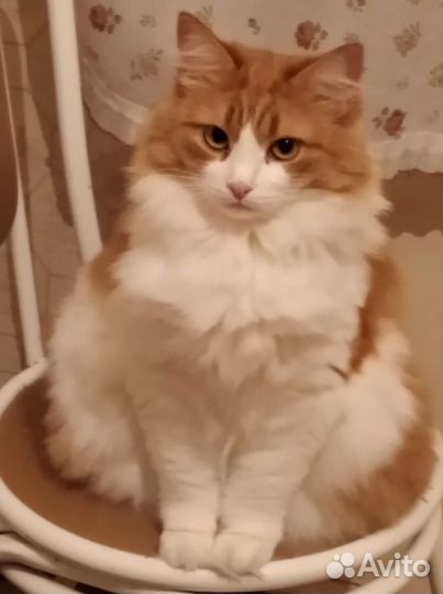 Порода сибирская кошка