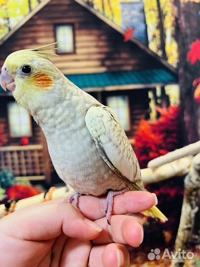 Выкормыши корелл