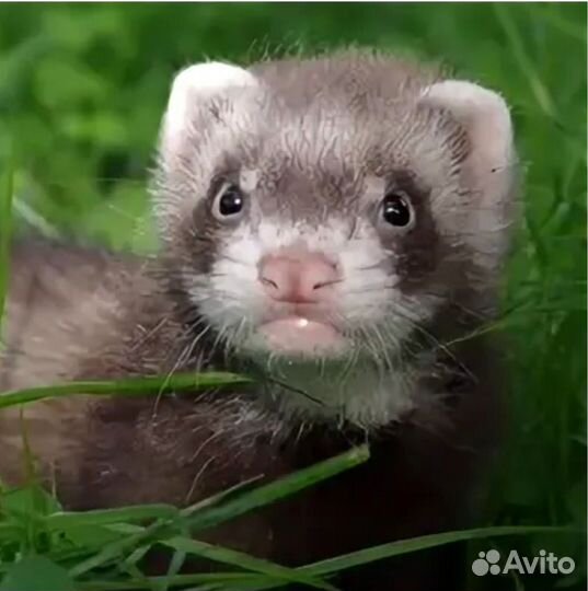 Домашний хорек