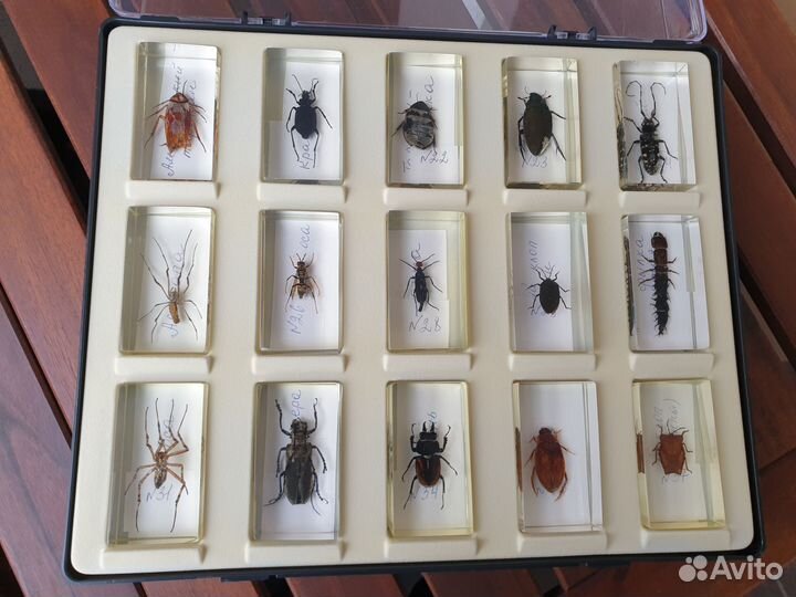 Насекомые и их знакомые коллекция