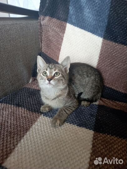 Котёнок девочка