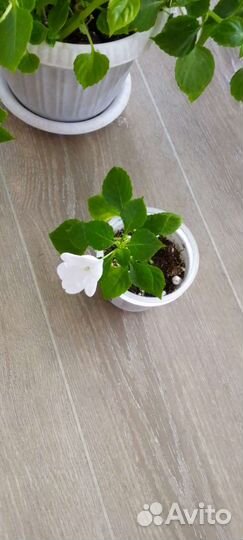 Белый бальзамин