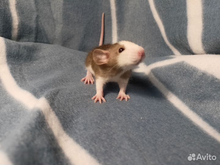 Крысята дамбо