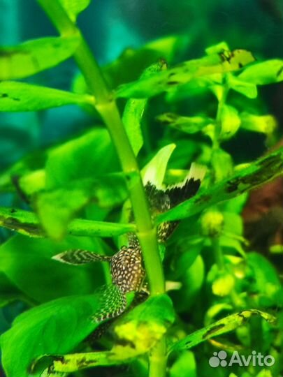 Анцитрус вуалевый