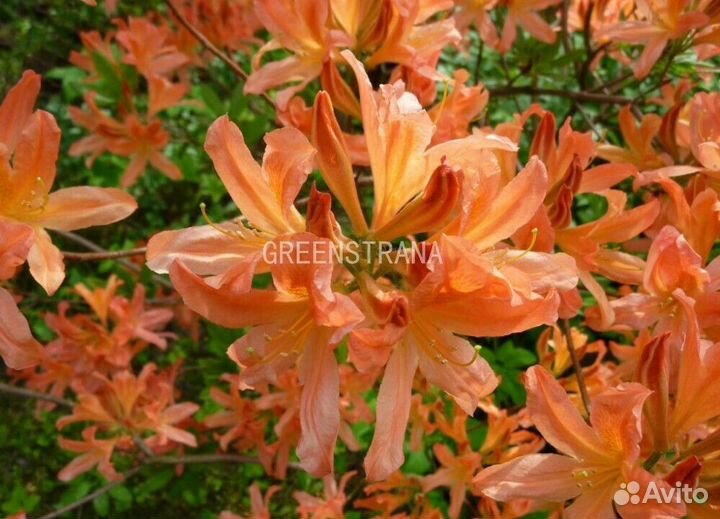 Азалия Чардаш