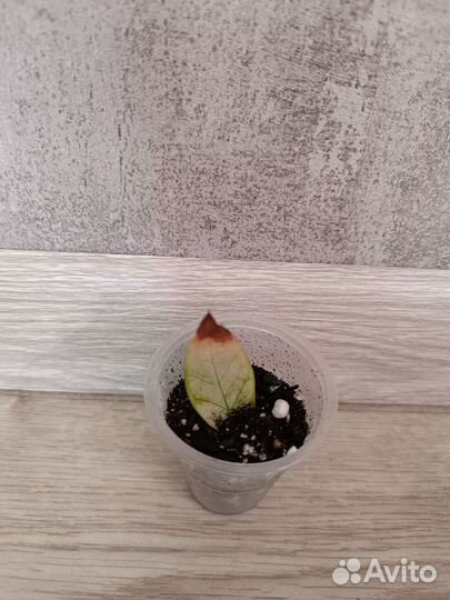 Замиокулькас акебоно