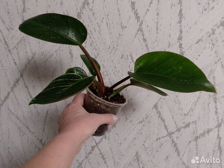 Филодендрон