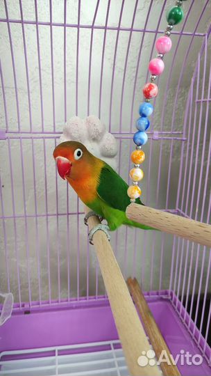 Попугай Фишер