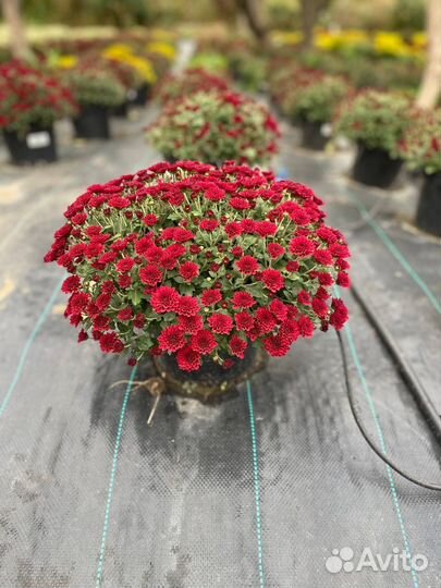 Хризантема