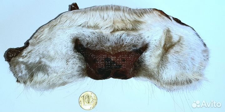 Сушеные лакомства для животных