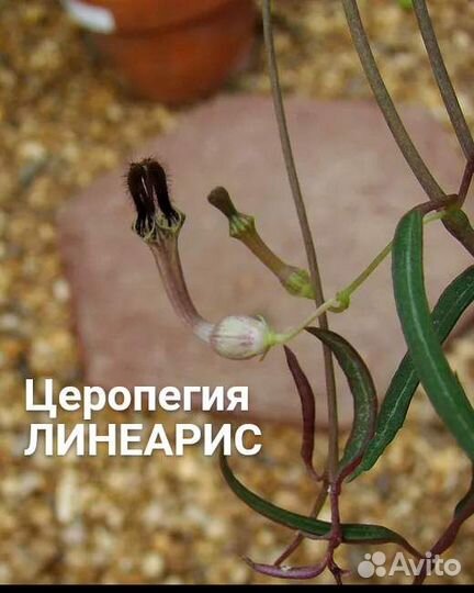 Суккуленты:Церопегия Сандерсона,Линеарис